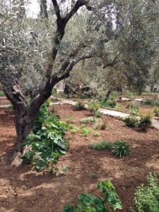 eeeeeddgarden of gethsemane